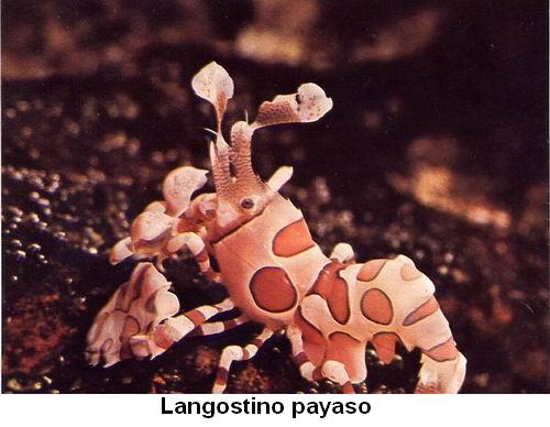 Langostino payaso.jpg